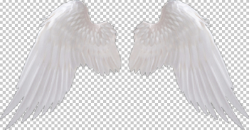White Angle Wings