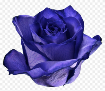 08 Ultraviolet - Garden Roses 08 Ultraviolet - Garden Roses