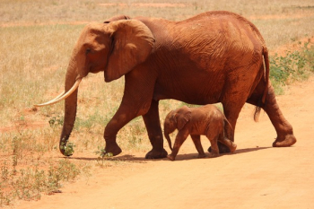 1 Elephant Beside on Baby Elephant 1 Elephant Beside on Baby Elephant