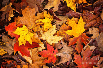 1-fall-leaves-background-elena ...