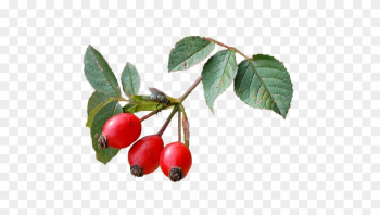 1 - Rose Hip 1 - Rose Hip