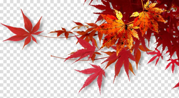 1080p Widescreen WUXGA Wide XGA, others transparent background PNG clipart 1080p Widescreen WUXGA Wide XGA, others transparent background PNG clipart