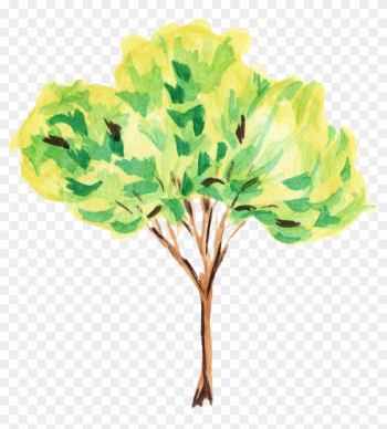 12 Watercolor Tree - Tree Paint Png