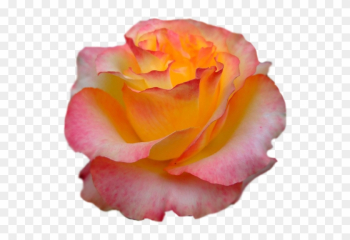 13 - Garden Roses 13 - Garden Roses