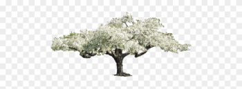 13 Oct 2014 - Transparent Flower Tree Png 13 Oct 2014 - Transparent Flower Tree Png