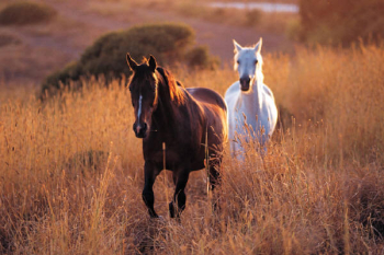 2%20%20horses.jpg 2%20%20horses.jpg