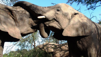 2 Elephant Animal 2 Elephant Animal