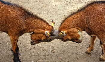 2 Horned Animal Crashing Each Other 2 Horned Animal Crashing Each Other