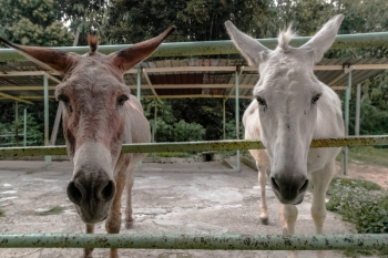 2 Horse 2 Horse