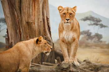 2 Lion on Grass Field during Daytime 2 Lion on Grass Field during Daytime