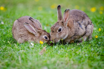 2 Rabbits Eating Grass at Daytime 2 Rabbits Eating Grass at Daytime