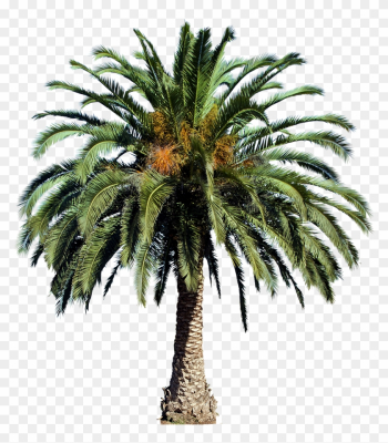 20 Free Tree Png Images - Oil Palm Tree Png