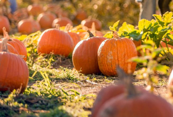 2019 Fall Festivals & Events in Roanoke, VA | Virginia's Blue Ridge