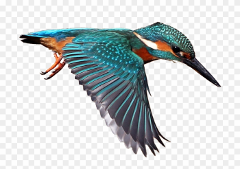 28 Collection Of Kingfisher Bird Clipart - Kingfisher Png