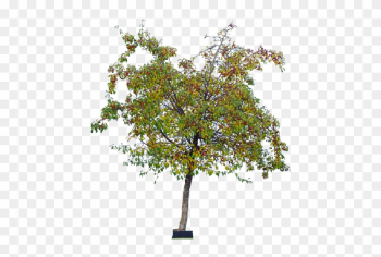 29 Jan 2015 - Tree 29 Jan 2015 - Tree