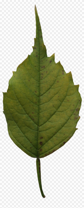 2d Leaves - Dark Green Leaf Png 2d Leaves - Dark Green Leaf Png