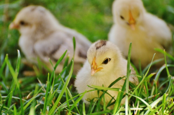 3 Chicks on Green Grass 3 Chicks on Green Grass