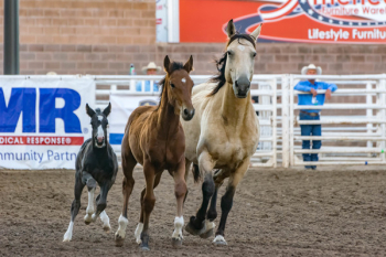 3 Horse Racing on Field 3 Horse Racing on Field