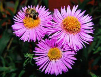 3 Pink Clustered Flowers in Close Up Shots 3 Pink Clustered Flowers in Close Up Shots