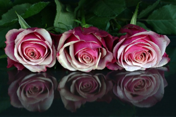 3 Red Roses 3 Red Roses