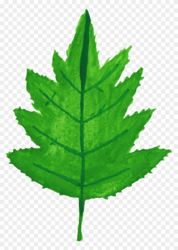 30 Watercolor Leaf Vol - Tithonia Diversifolia Leaf Drawing 30 Watercolor Leaf Vol - Tithonia Diversifolia Leaf Drawing