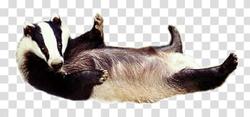 4-legged animal , Badger transparent background PNG clipart 4-legged animal , Badger transparent background PNG clipart