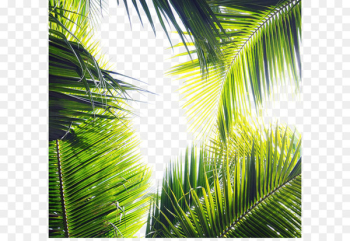 4 Pics 1 Word Word game Puzzle Letter - Green palm leaves 4 Pics 1 Word Word game Puzzle Letter - Green palm leaves