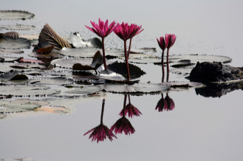 4 Pink Lilies on Pond 4 Pink Lilies on Pond