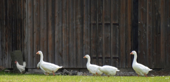 4 White Goose 4 White Goose