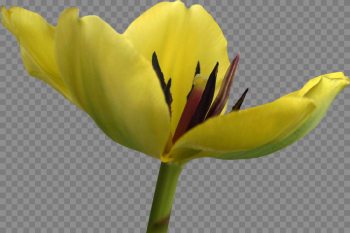 43 Tulip Flower PNG and Transparent Images Free