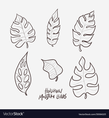 6 hand drawn monstera leaves in lineart style