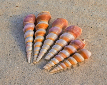 6 White and Brown Seashells on Sand at Daytime