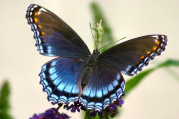 6butterfly6-12.jpg 6butterfly6-12.jpg