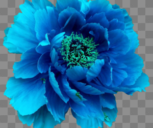 75 images about flower png. ? on We Heart It | See more about ...