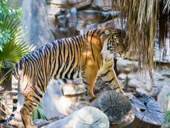 900+ Tiger Images: Download HD Pictures & Photos on Unsplash