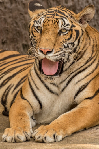 900+ Tiger Images: Download HD Pictures & Photos on Unsplash