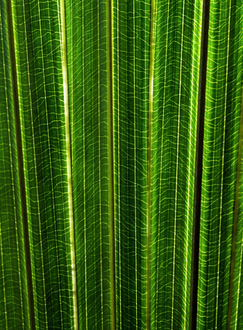 A back lit fan palm leaf showing the intricate pattern of leaf veins. Koala Gardens, Kuranda, Australia.