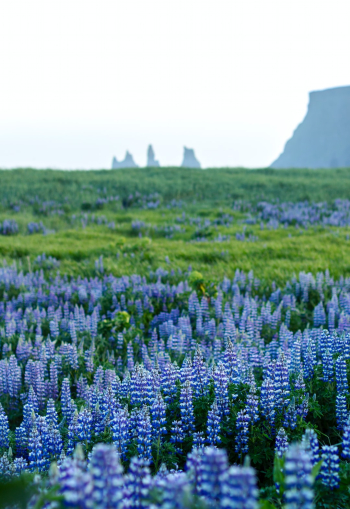 A beautiful field of lupines on the coast of Vik, Iceland, near Black Sand Beach. These flowers cover much of the surrounding area and much of the Western coast of Iceland.