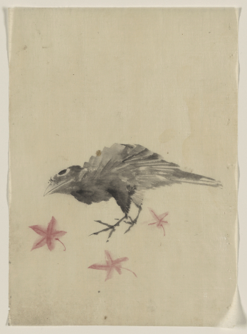 [A bird, possibly crow or | Free Photo - rawpixel [A bird, possibly crow or | Free Photo - rawpixel