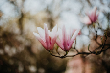 A blooming magnolia A blooming magnolia