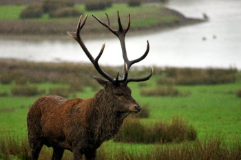 A Caribou on a Grassy Field A Caribou on a Grassy Field