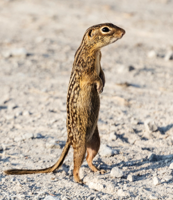 A chipmunk or ground squirrel assumes an upri.. | Free public domain photo - 422062