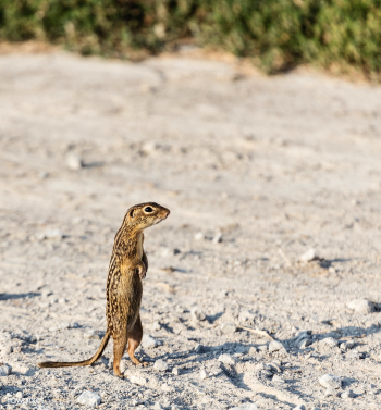 A chipmunk or ground squirrel assumes an upri.. | Free public domain photo - 422064