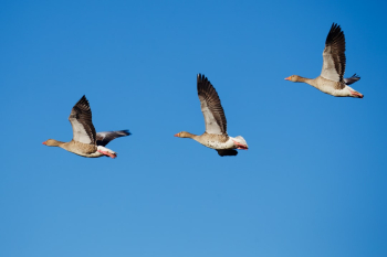 A classic formation !