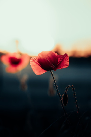 a close up of a flower with a sky background