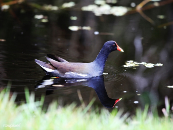 A common gallinule swims in a waterway at NAS.. | Free public domain photo - 440424