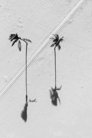 a couple of palm trees that are standing in the sand