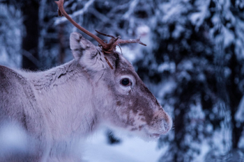 A deer A deer