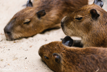 A family of capybara relaxing | Free stock photo - 526941 A family of capybara relaxing | Free stock photo - 526941