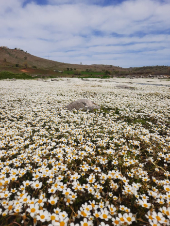 A Field of Flowers